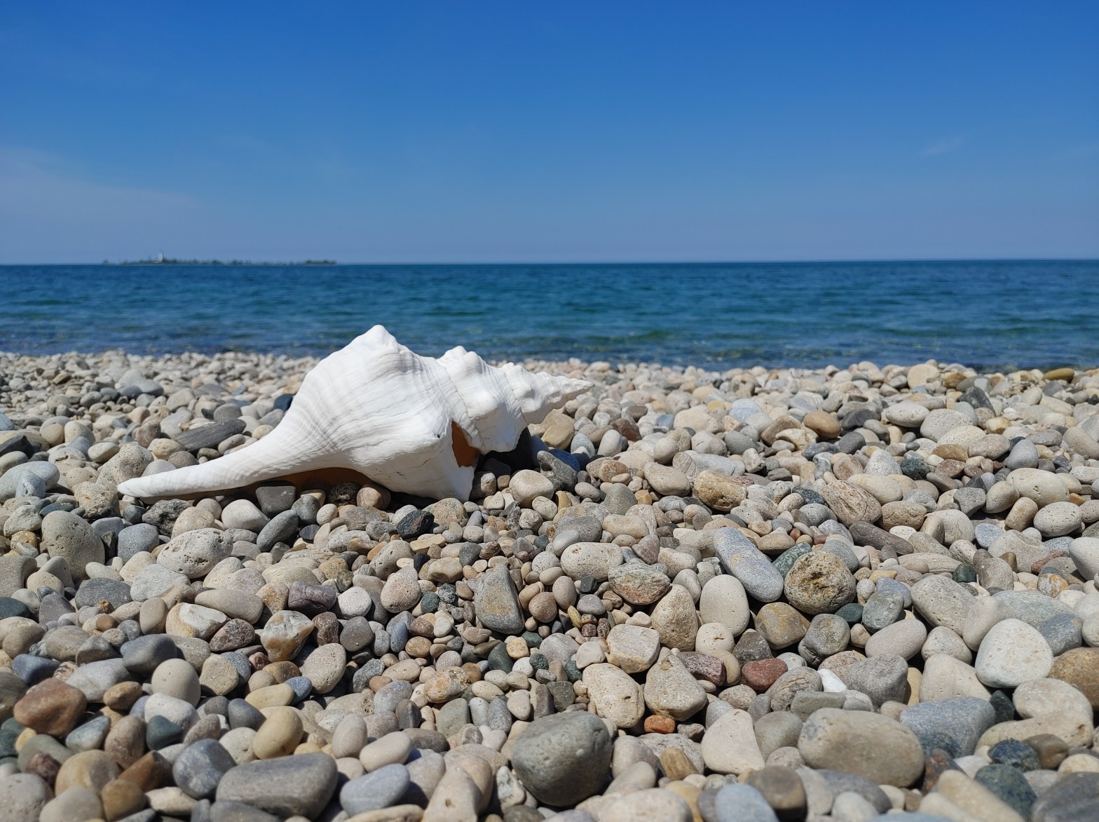 Conch shell on a beach