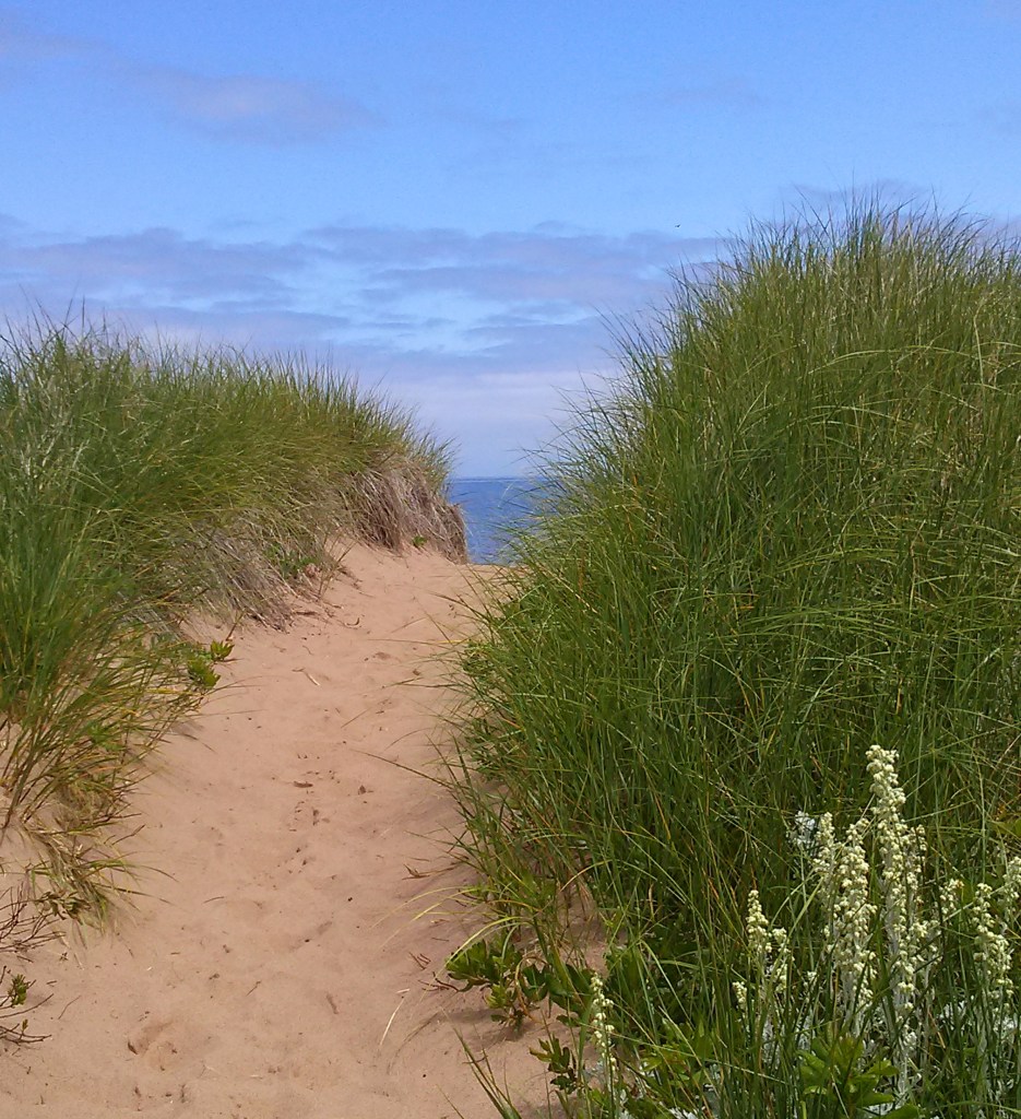 This is a photograph of a sand dune on Prince Edward Island. This image was used to create the material for my beach bag.