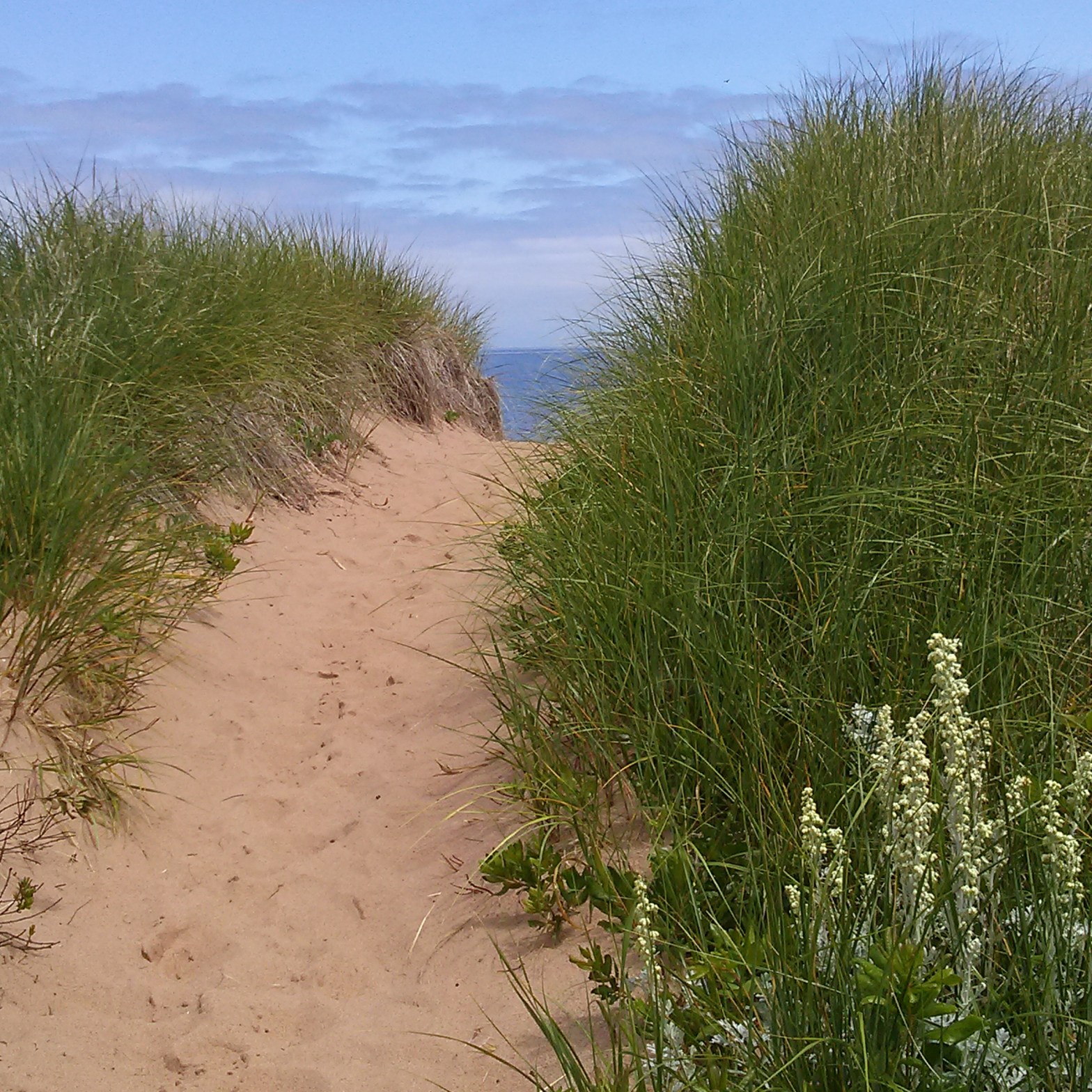 This is a path to the ocean.